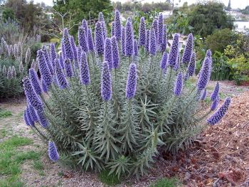 Echium Fastuosum Candicans.jpg